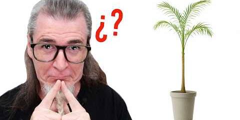 Thumbnail for ¿ARTE o HAMPARTE? Una PALMERA GANA PREMIO en la BIENAL de Santo Domingo. DUCHAMPITIS