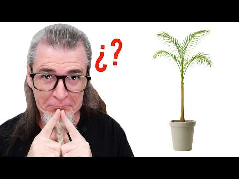 Thumbnail for ¿ARTE o HAMPARTE? Una PALMERA GANA PREMIO en la BIENAL de Santo Domingo. DUCHAMPITIS