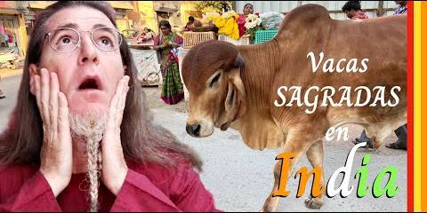 Thumbnail for NO SON SAGRADAS las VACAS en INDIA 🇮🇳