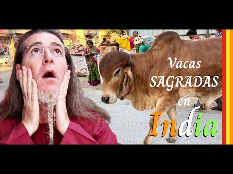 Thumbnail for NO SON SAGRADAS las VACAS en INDIA 🇮🇳