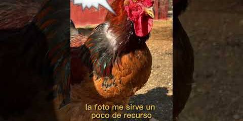 Thumbnail for No me canso de dibujar al GALLO PACO 馃枌馃悡馃帹 Thumbnail for No me canso de dibujar al GALLO PACO 馃枌馃悡馃帹