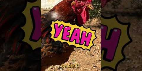 Thumbnail for ¡Por fin dibujo al GALLO PACO! Claramente mi mejor modelo 😍