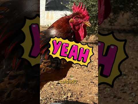 Thumbnail for ¡Por fin dibujo al GALLO PACO! Claramente mi mejor modelo 😍